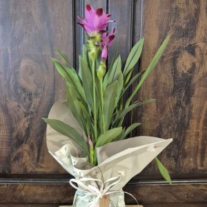 Cúrcuma Dia de la Mare